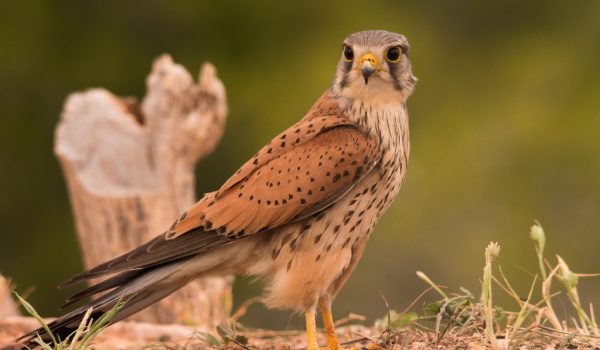 Common Kestrel