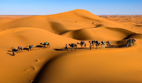 desert camel safari